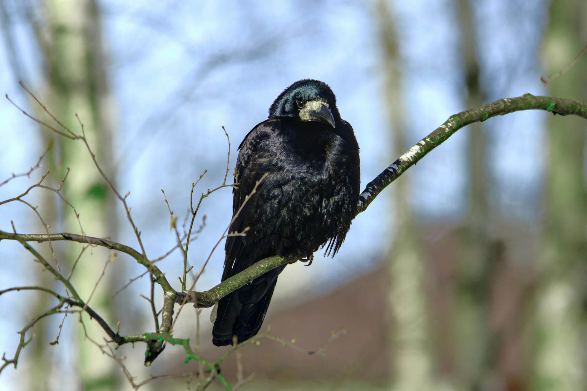 Informacja o przerwach w dostawie prądu w Płocku 16 marca - ilustracja wyłącznika elektrycznego